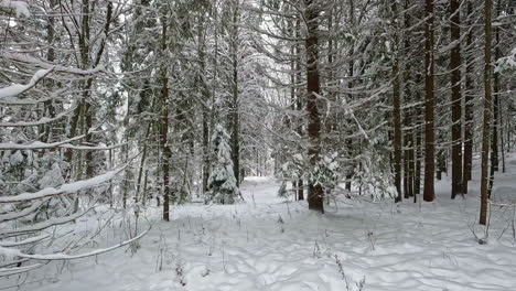 slow moving shot of winter and surrounding nature