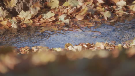 Ein-Flacher-Bach-Fließt-Langsam-Durch-Den-Herbstwald,-Seine-Ufer-Sind-Mit-Einer-Dicken-Decke-Aus-Laub-Bedeckt