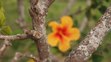 hibiscus yellow and red hawaii flower waves in wind next to tree branches