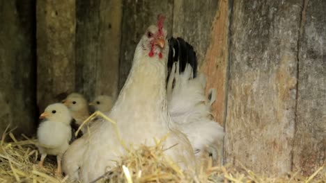 chickens baby mother chicken little chickens near the chicken chickens baby mother chicken little chickens near the chicken chicken on a poultry farm
