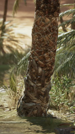 close up of a palm tree in the desert