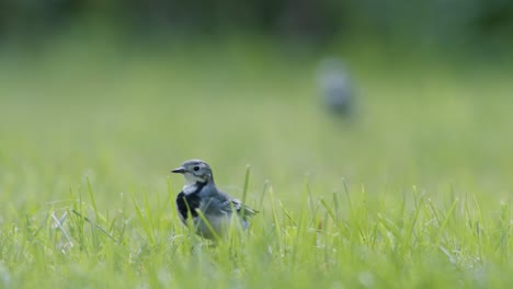 white wagtail searching for food flies in the