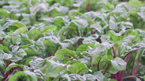 pan of chard lettuce in field filling the frame