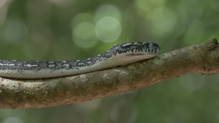 Python-Schlange in natürlicher Umgebung jagt im Wald – Diamantpython