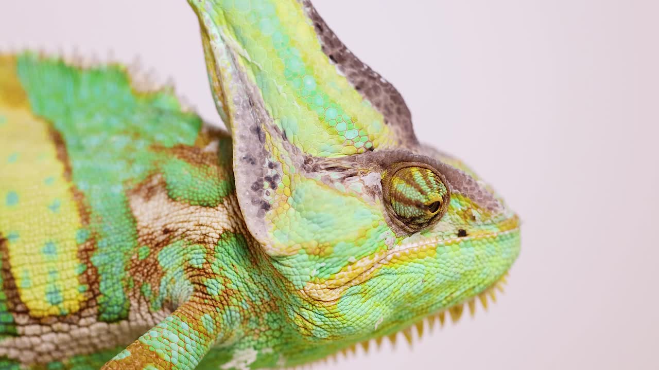 A veiled chameleon moves slowly, showcasing vibrant colors and textures in a close-up shot with soft lighting