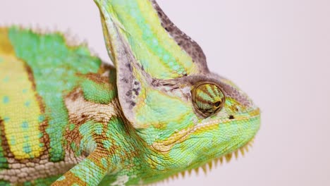 a veiled chameleon moves slowly, showcasing vibrant colors and textures in a close-up shot with soft lighting