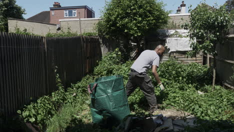 ethnic minority adult male pulling off bindweed in back garden and placing in large green waste bag