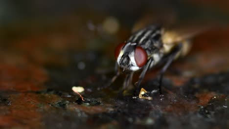 una mosca doméstica alimentándose de las sobras en un mostrador de cocina de mármol