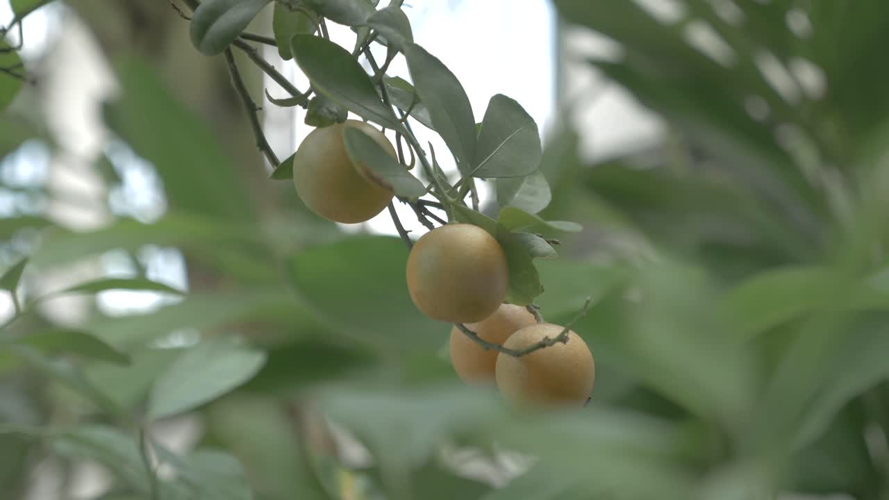 kumquats, cumquats fruta de la suerte en la cultura china