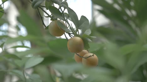 kumquats, cumquats fruta de la suerte en la cultura china