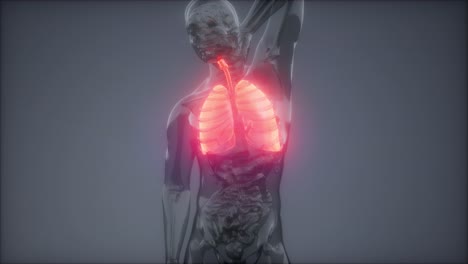 examen radiológico de los pulmones humanos