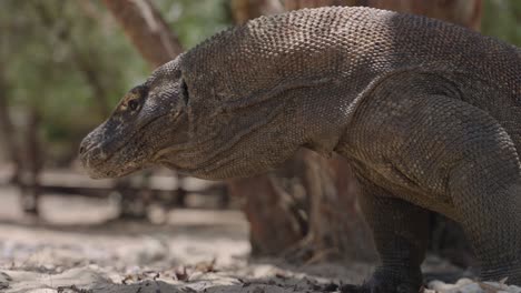 komodo dragon or komodo monitor head close-up walking at wild island beach in indonesia