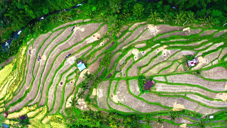 dry harvested fields on stepped terraces in lemukih jungle, bali