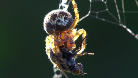 A Close-Up Observation of a Spider Capturing Its Prey in a Web, Showcasing the Intricacy of Nature&#039;s Predatory Dynamics