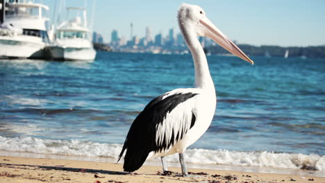 pelican watsons bay beach sydney nsw