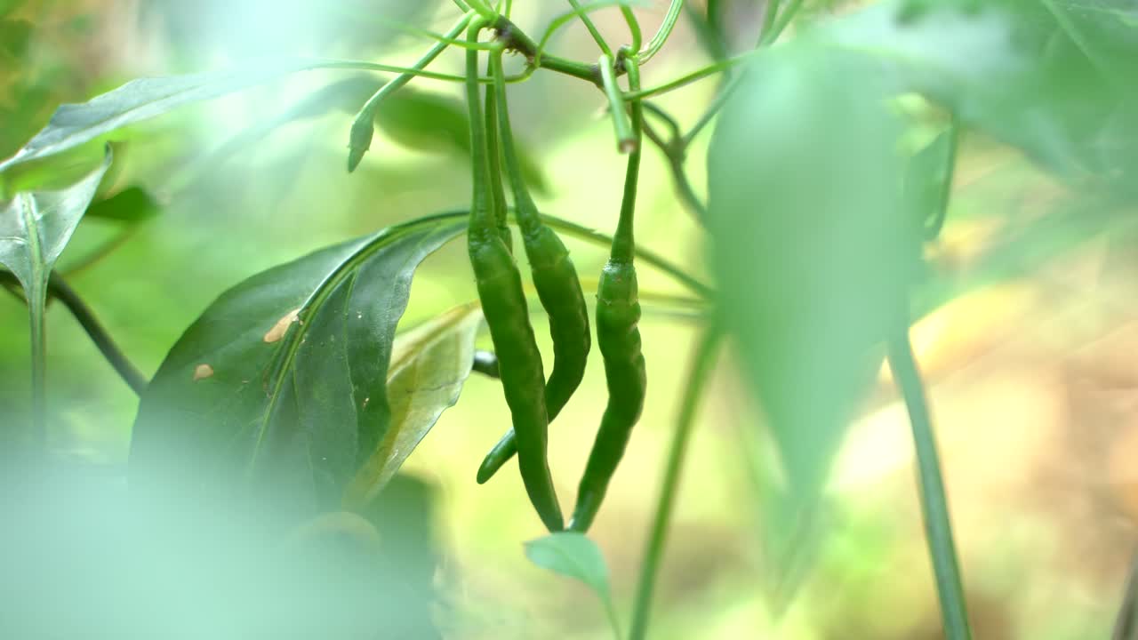 el árbol da chiles verdes