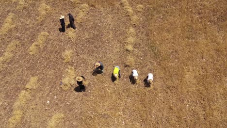 gente trabajando en un campo de heno en marruecos