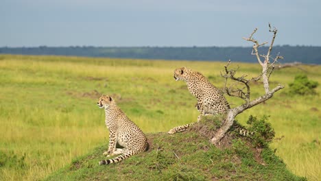 áfrica-Fauna-De-La-Familia-De-Guepardos-En-Kenia,-Guepardos-En-Montículos-De-Termitas-En-Maasai-Mara,-Animales-De-Safari-Africanos-En-El-Paisaje-De-Sabana-De-Masai-Mara,-Sentados-Y-Mirando-A-Su-Alrededor
