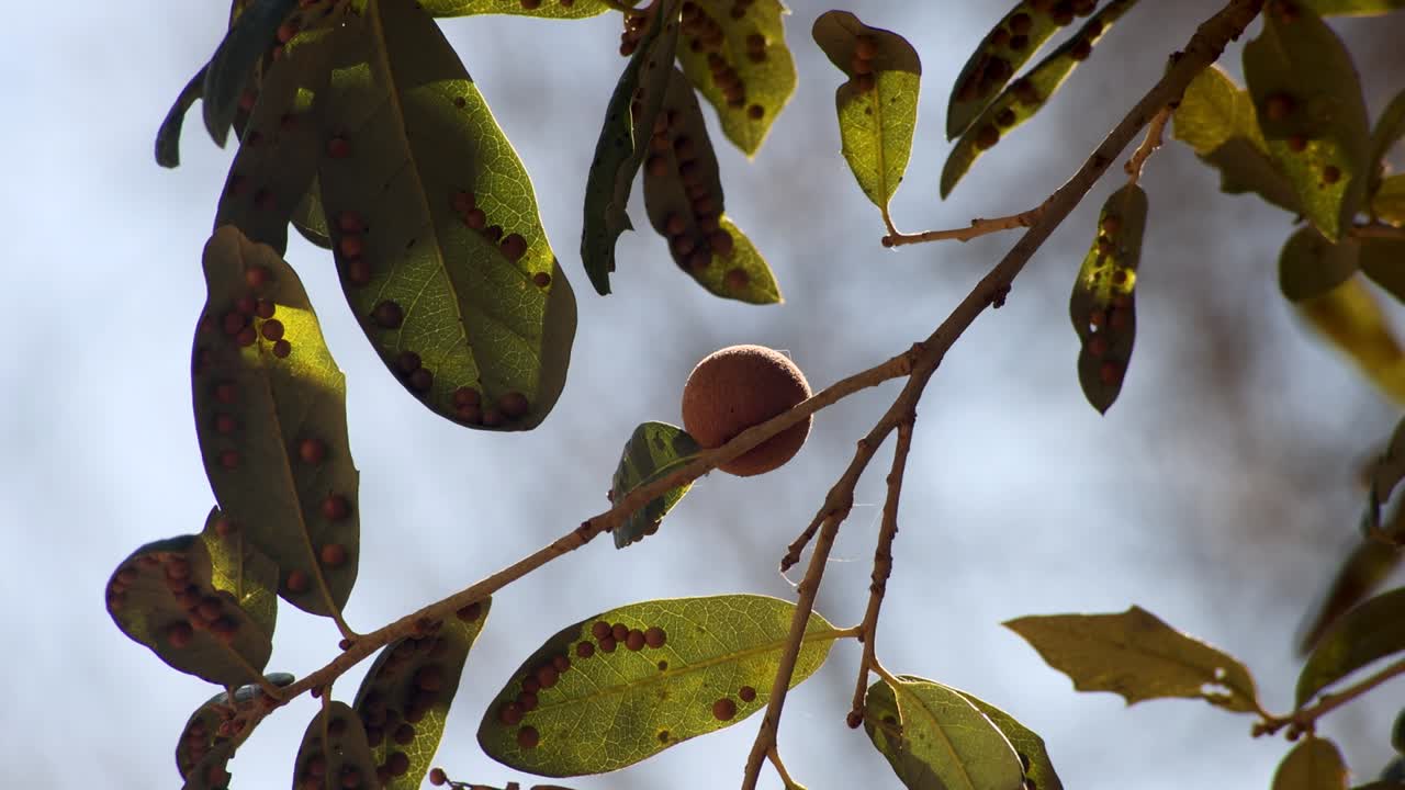 바람에 천천히 움직이는 오크 사과 가지와 함께, 한 종의 벌레가 생산하는 오크 갈은 고대부터 잉크 생산에 사용되었습니다.