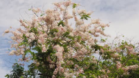 tree with pink flowers and green leaves under cloudy and blue sky