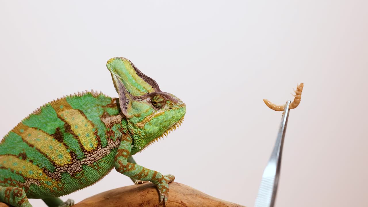 A veiled chameleon cautiously approaches a worm held by tweezers, set against a neutral background