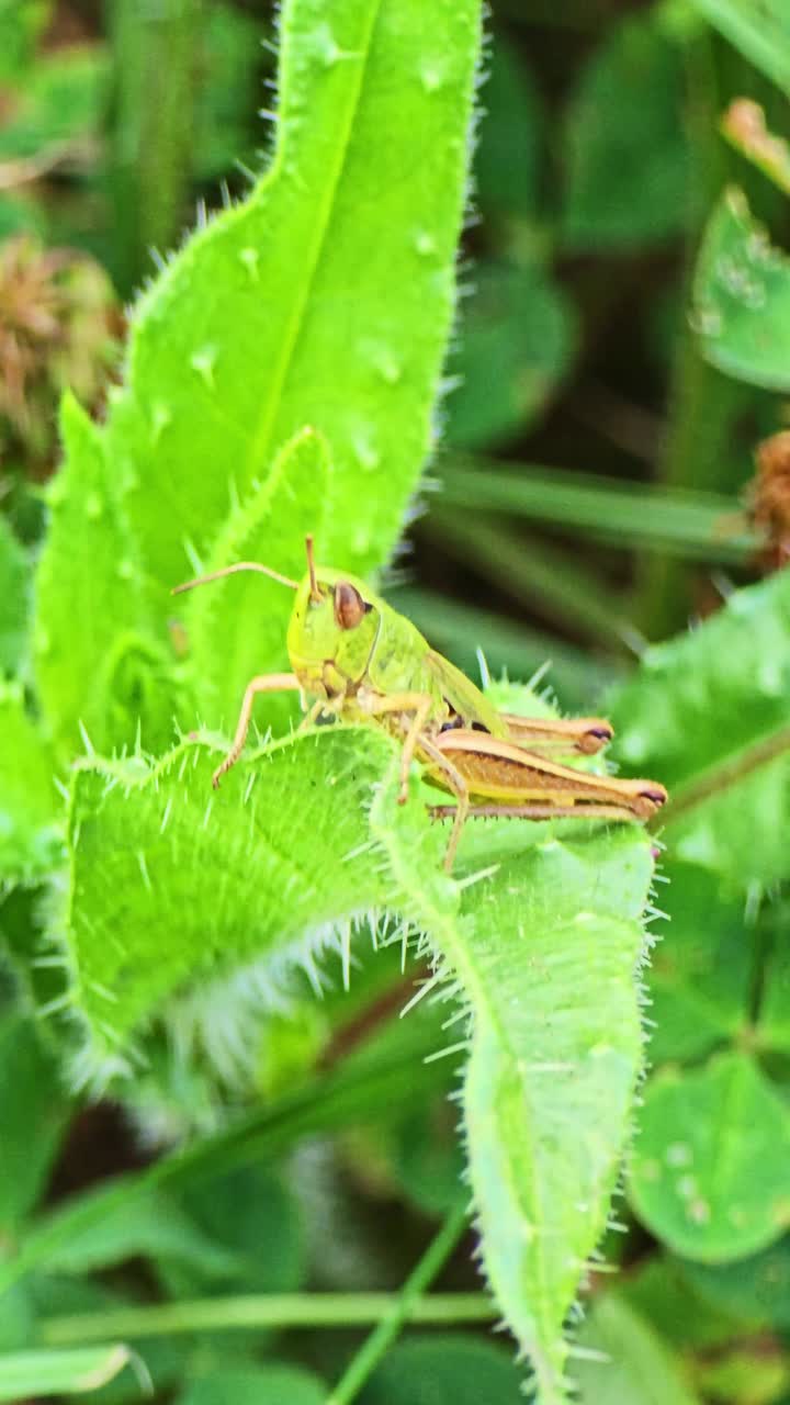 Macro vertical shot of a grasshopper still on a spiky green leaf, slightly moving its antenna and body with the breeze at the end of the scene