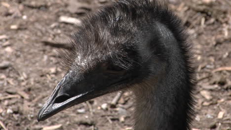 an emu turns its' head to look at the dry ground