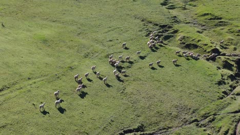 Un-Grupo-De-Ovejas-De-Lana-Se-Mueve-Por-Los-Pastos-De-Montaña-En-La-Reserva-Natural-De-La-Quebrada-Del-Portugués