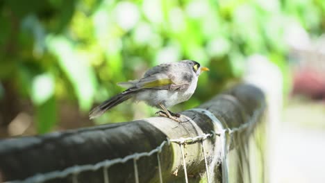 Junger-Lauter-Bergmann,-Manorina-Melanocephala,-Der-Auf-Dem-Holzzaun-Unter-Vordach-Mit-Schönem-Sonnenlicht-Gegen-Verschwommen-Schwankende-Baumblätter-Läuft,-Ständig-Chip-Chip-Anrufe-Macht,-Handbewegung