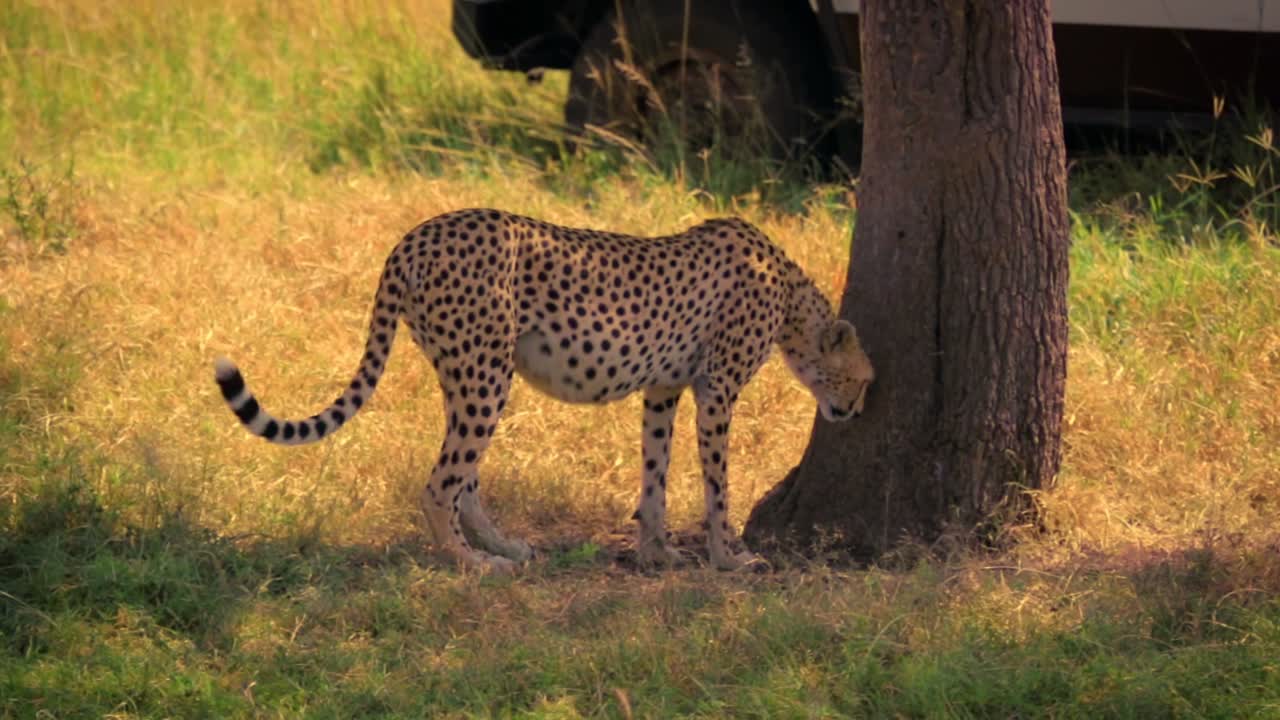 female cheetah (Acinonyx jubatus) creeping towards a tree