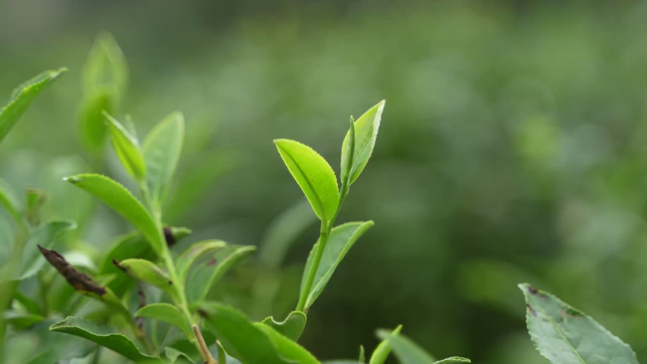 Uno splendido giardino del tè sulle colline di Darjeeling. Il tè di Darjeeling è famoso in tutto il mondo per il suo sapore e il suo aroma. Il tè di Darjeeling viene coltivato principalmente sui terreni collinari scoscesi.