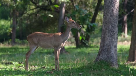 Eld's-Deer,-Panolia-eldii,-Female