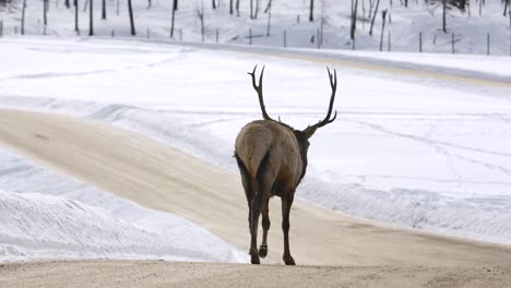 Elchbulle,-Der-Ruhig-Die-Winterstraße-Hinuntergeht