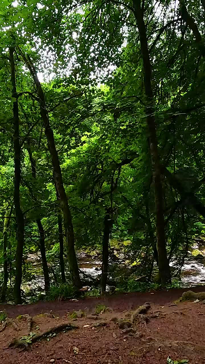 vegetación exuberante y árboles en un entorno boscoso sereno