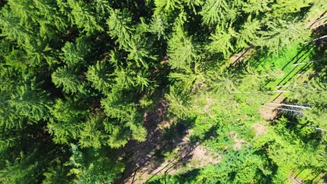drone shot from above on the forest that is directly below the drone with glade