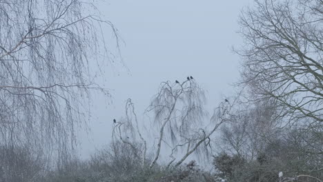 Krähen,-Die-In-Skelettartigen,-Knorrigen-Silberbirken-In-Einer-Verschneiten,-Trostlosen-Landschaft-Sitzen