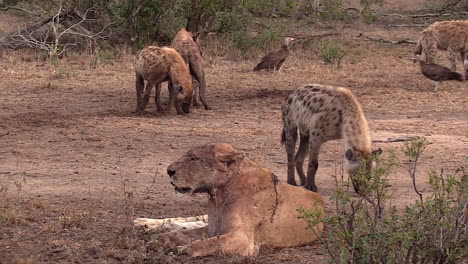 scavengers, hyenas and vultures surround dying lioness