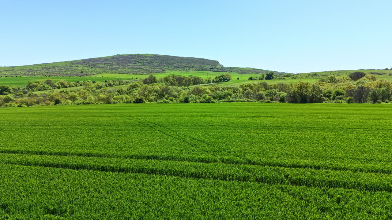 Champ de blé sous un ciel dégagé avec des collines verdoyantes en arrière-plan, en plein jour, à la campagne.