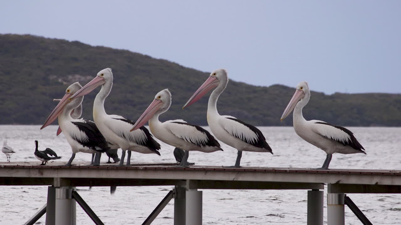 A stunning display of pelicans taking flight from a wooden jetty, showcasing their graceful movements against a tranquil sea backdrop.