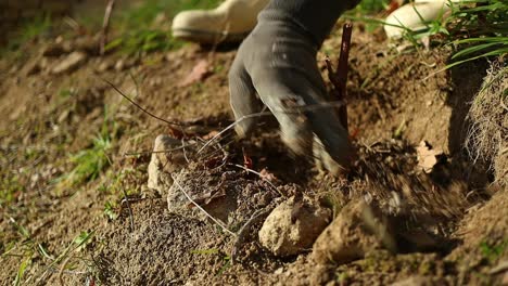 El-Agricultor-Planta-Y-Fertiliza-La-Vid-Con-Guantes-Arruinados,-Primer-Plano