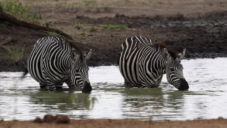 zebras drinking whilst standing in deep water