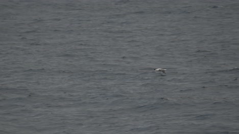 wandering albatross gliding smooth over water surface