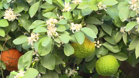 orange tree with blossoms and fruit