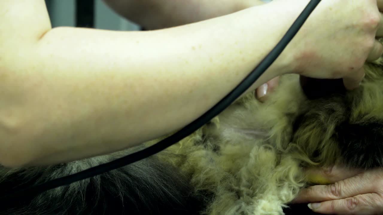 gato en la clínica veterinaria en el examen por ultrasonido