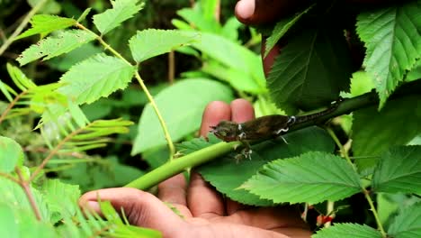 cerca de la mano de una persona africana tratando de atrapar cuidadosamente a un pequeño camaleón en una rama en la jungla