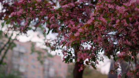 Tree-blossoming-with-pink-flowers-against-house.-Charming-pink-flowers-branches.