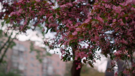 tree blossoming with pink flowers against house. charming pink flowers branches.