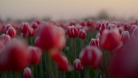 Blick-Auf-Das-Blühende-Blumenfeld-Im-Frühling.-Natur-Im-Frühling,-Nebel-Am-Frühen-Morgen.