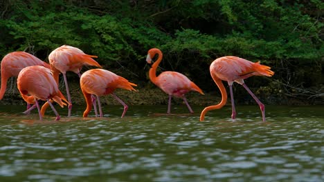 windswept water blows quickly as flamingos walk upwind feeding, mangrove shrub background