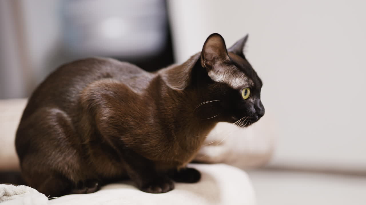 Black cat with shining fur sitting on the sofa. Yellow-eyed pet keeping an eye on something. Close up.
